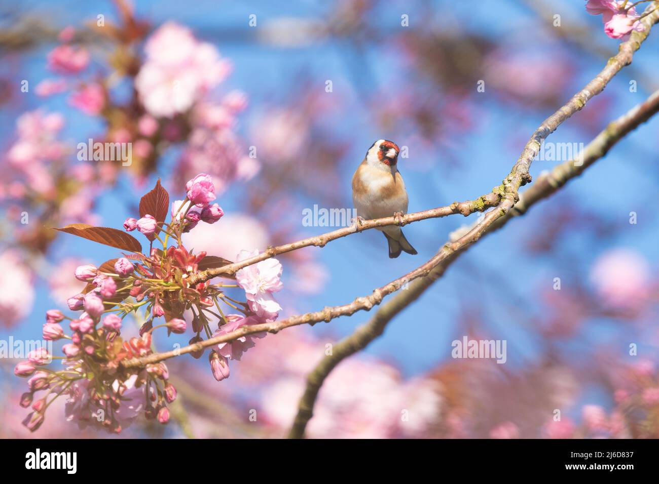 Goldfinch Carduelis carduelis - UK Foto Stock