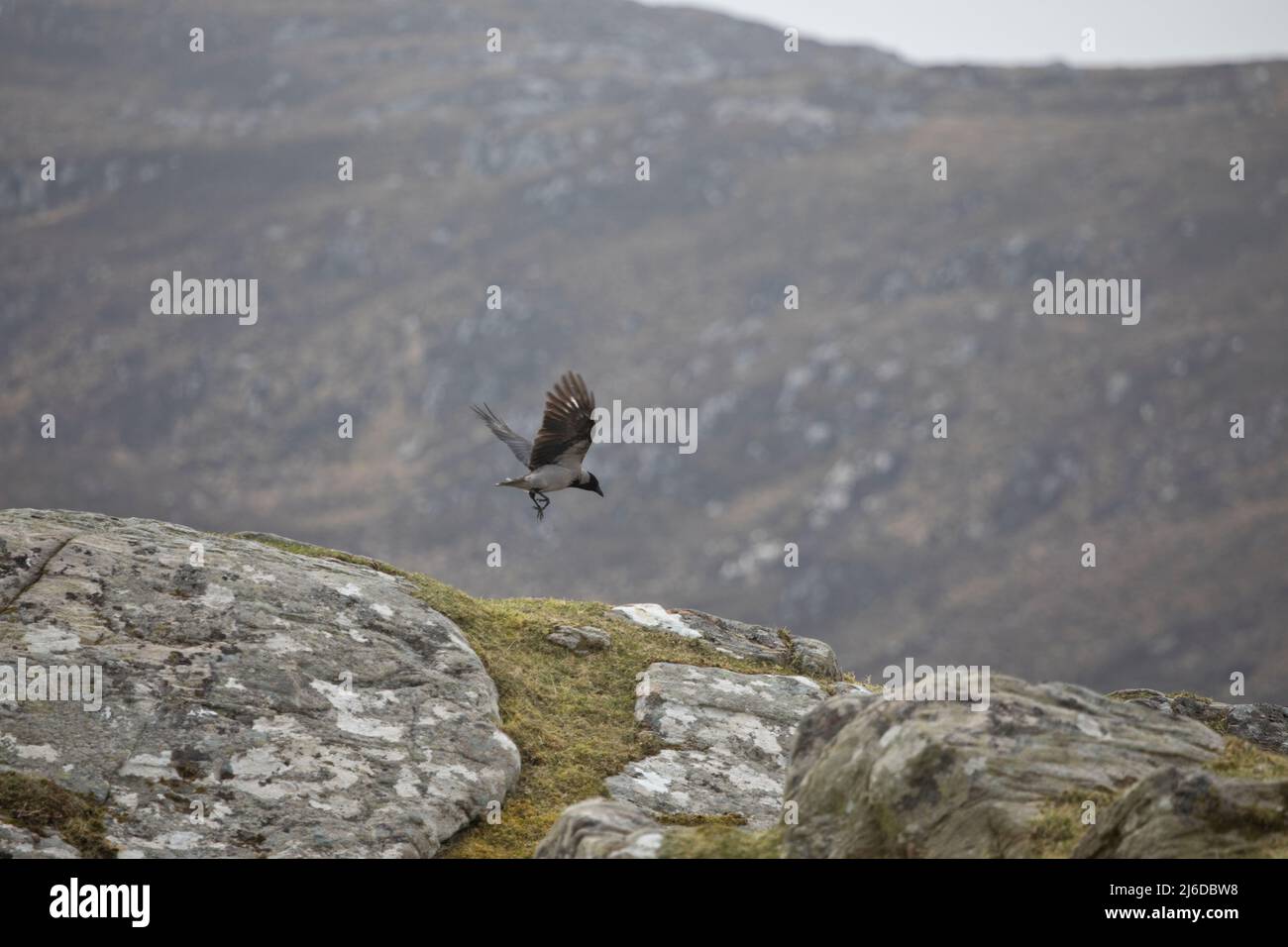 Hooded Crow Corvus Cornix sull'isola di Lewis, Ebridi esterne, Scozia Regno Unito Foto Stock