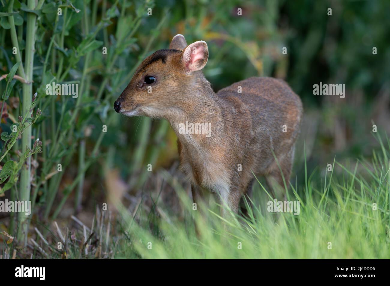 Young Reeves muntjac Deer (Muntiacus reevesi in terreni agricoli nel Norfolk del Nord, Regno Unito. Foto Stock
