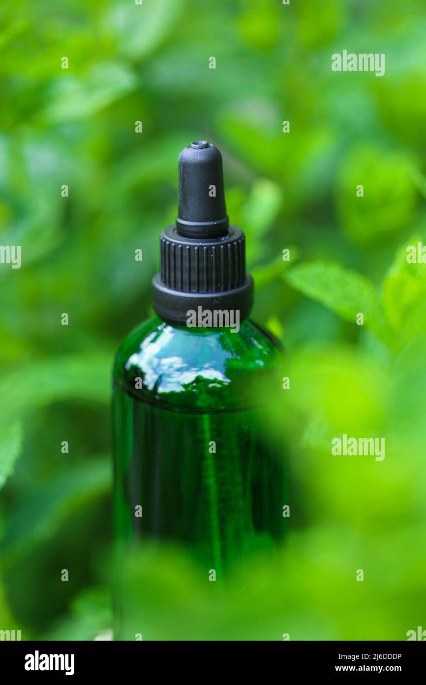 Olio di menta piperita. Bottiglia di vetro verde in menta fresca verde. Aromaterapia e omeopatia. Olio di menta organico Foto Stock