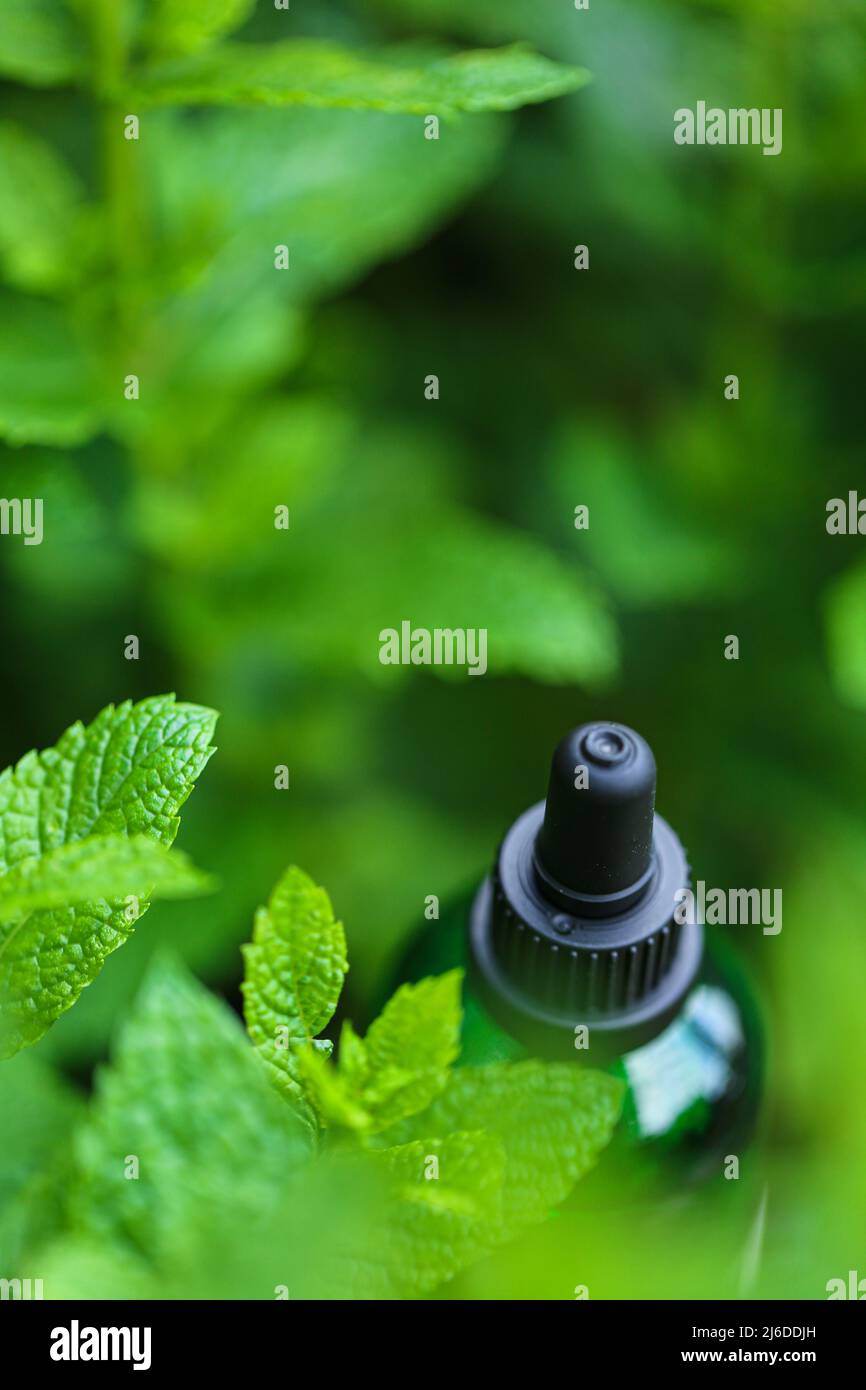 Olio essenziale di menta peperita.bottiglia di vetro verde in menta fresca.aromaterapia e omeopatia. Foto Stock