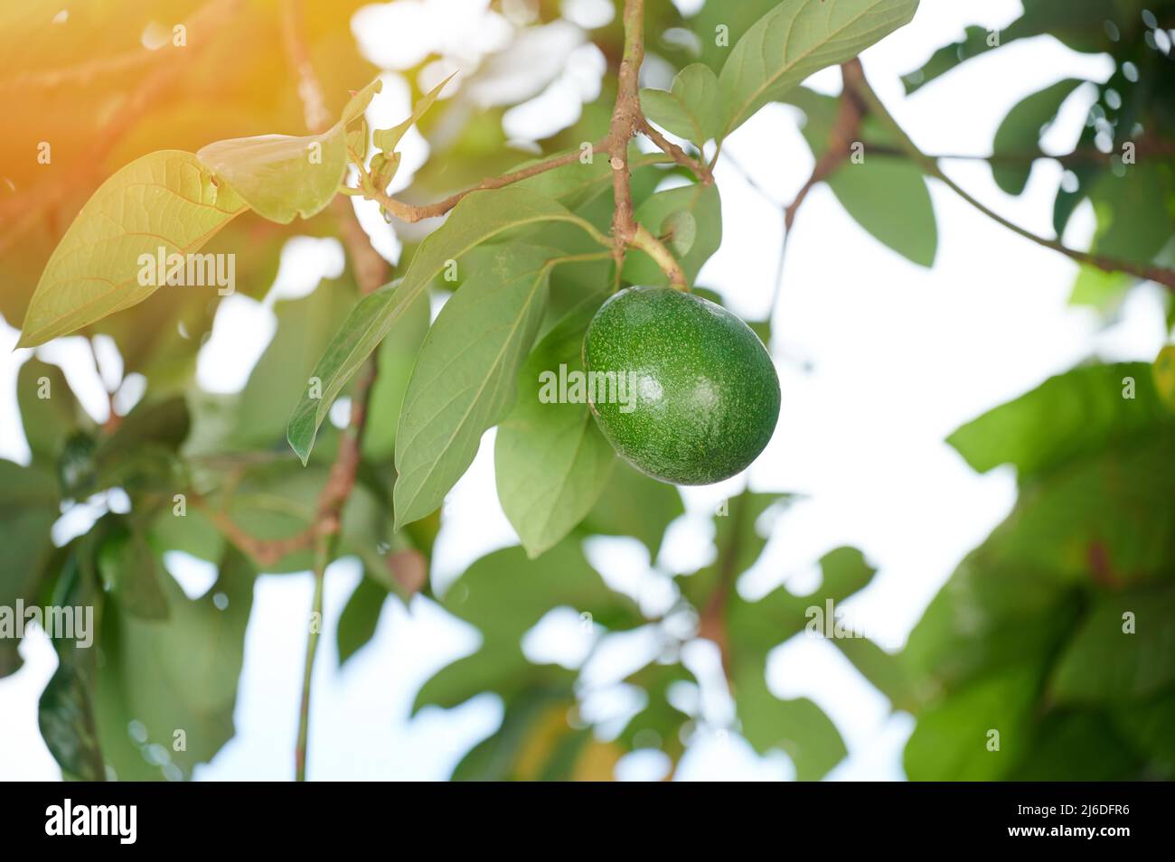 Un albero di hangon di frutta verde avocado vista ravvicinata Foto Stock