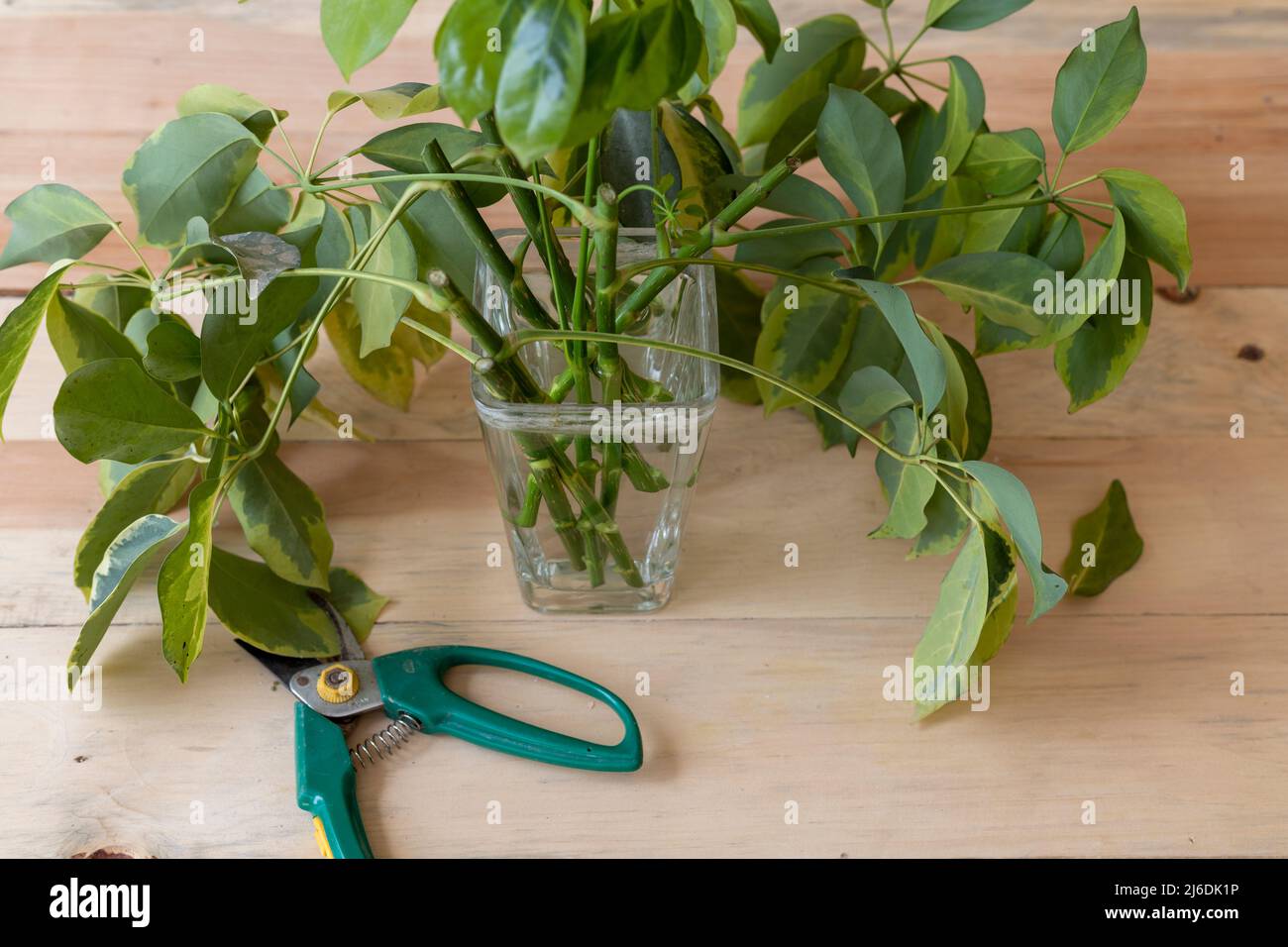 propagazione dell'acqua di schefflera in vaso trasparente Foto Stock