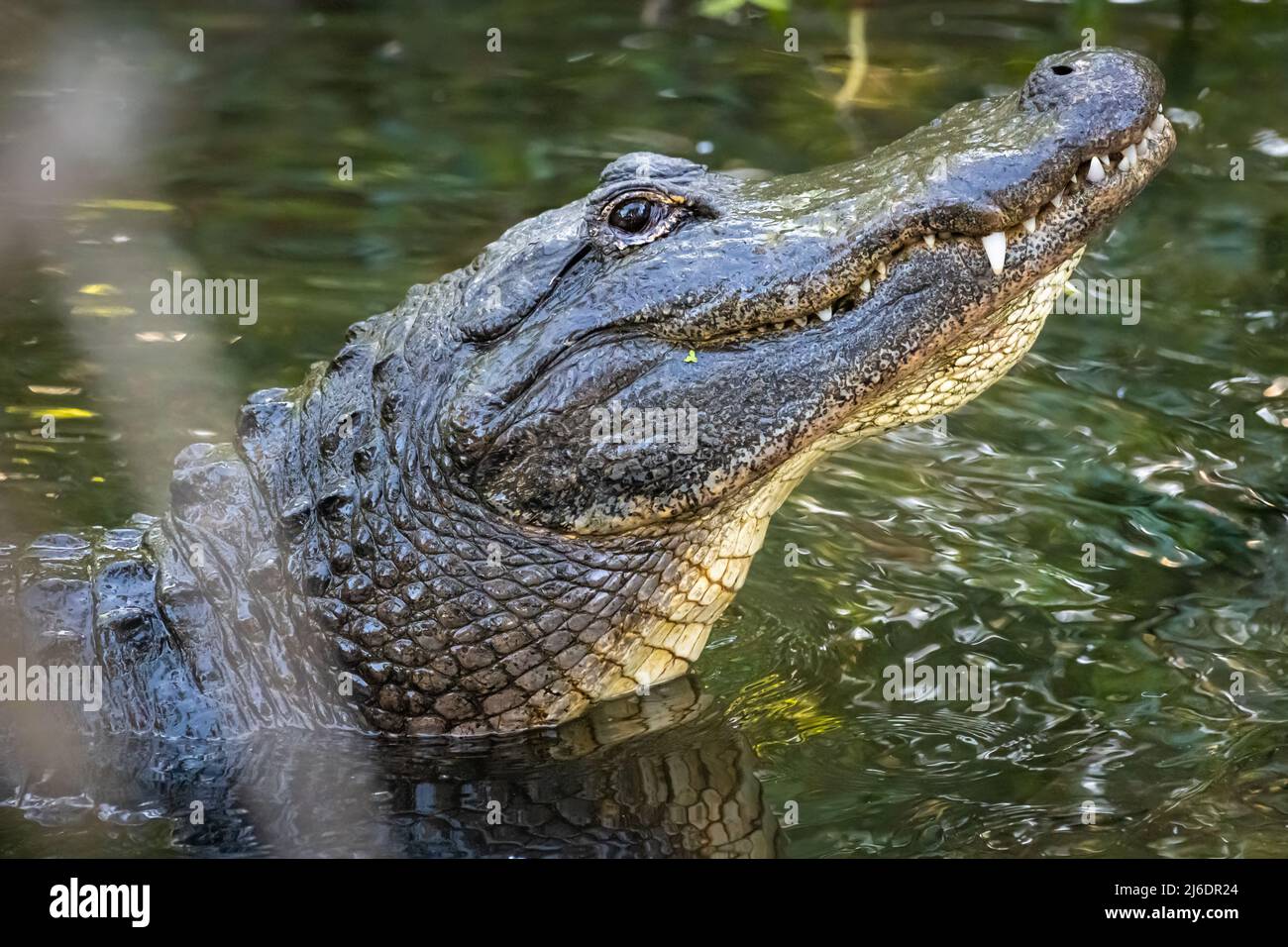 Alligatore americano (Alligator mississippiensis) che alza la testa mentre si allena al St. Augustine Alligator Farm Zoological Park a St. Augustine, Florida. Foto Stock