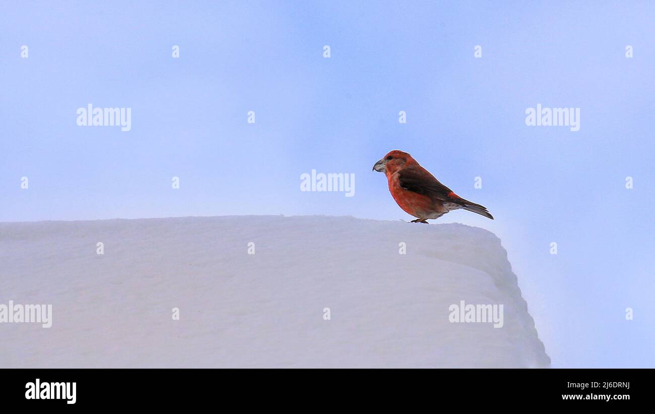 crossbill colorato pappagallo maschile (Loxia pytyopsittacus) seduto su un tetto innevato. Foto Stock