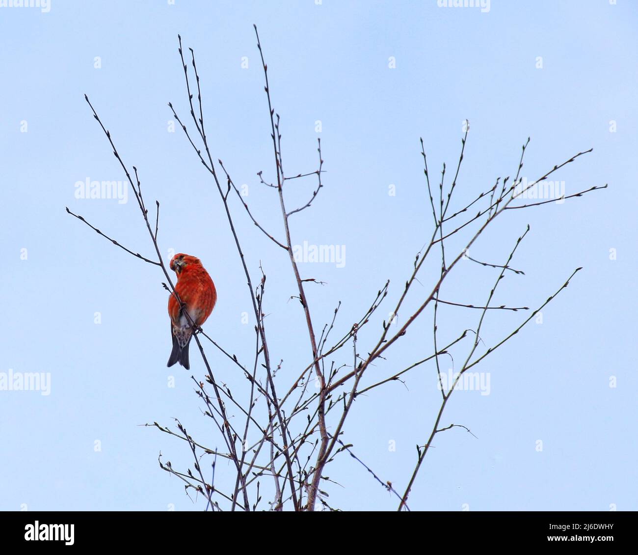 crossbill colorato pappagallo maschile (Loxia pytyopsittacus) guardando curiosamente. Foto Stock
