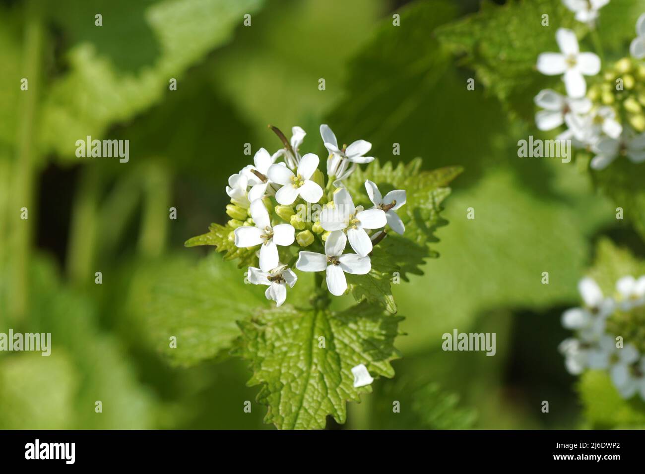 Primo piano fiori bianchi di senape d'aglio (Alliaria Peticolata), famiglia Brassicaceae, Crociferae. Primavera, aprile, giardino olandese. Foto Stock