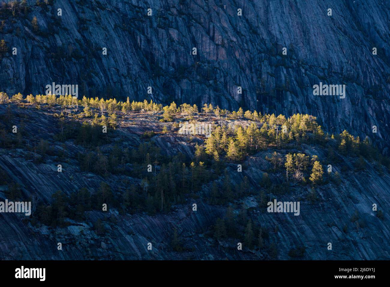 Bellissimo paesaggio con ripidi montagne e pini alla luce della scorsa sera a Nissedal, Telemark, Norvegia, Scandinavia. Foto Stock