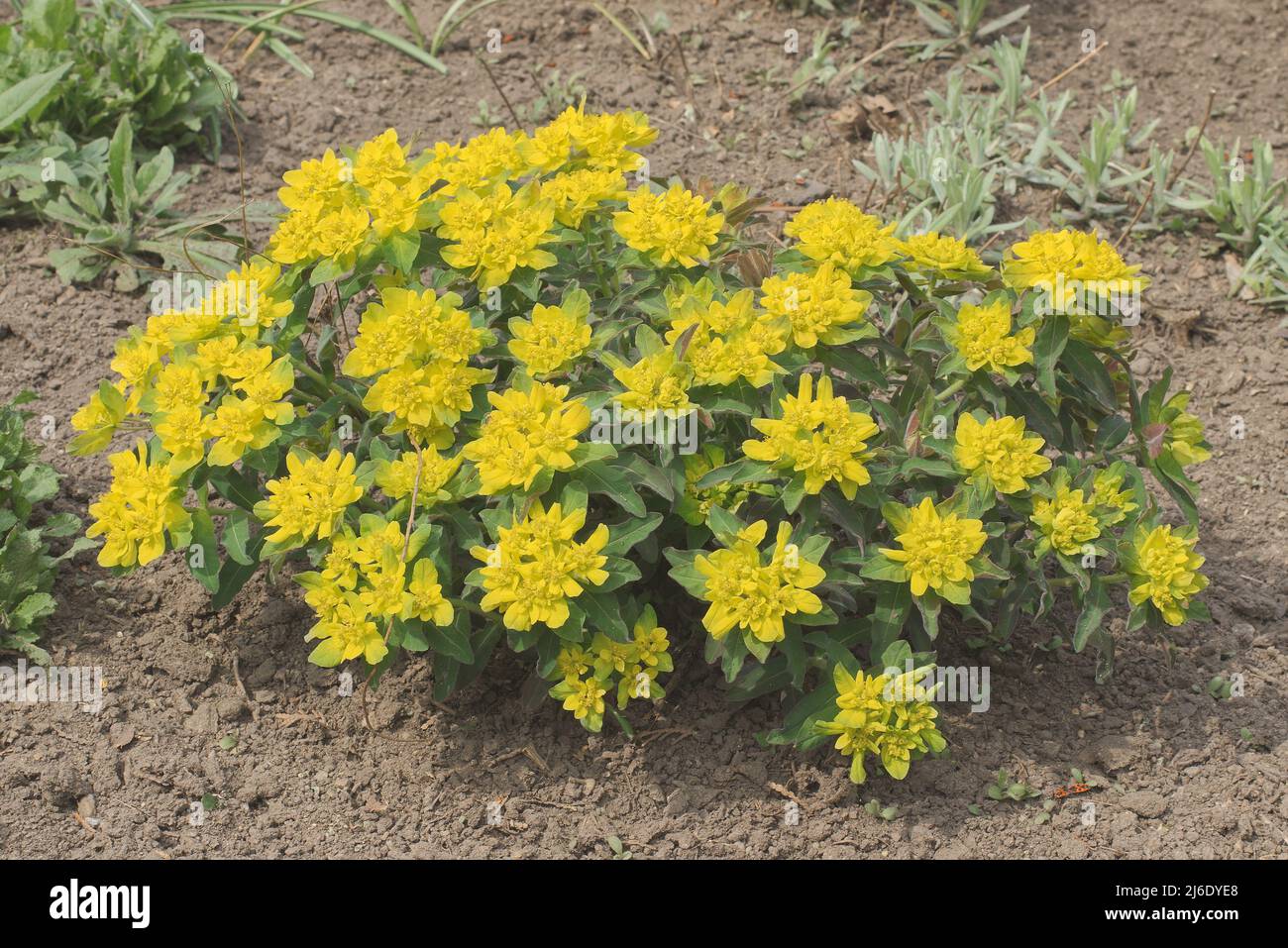 Euphorbia epitimoides, il cuscino spurge, specie gialla fiore della pianta della famiglia Euphorbiaceae, un compatto, grumo-formante, erbaceo pere Foto Stock