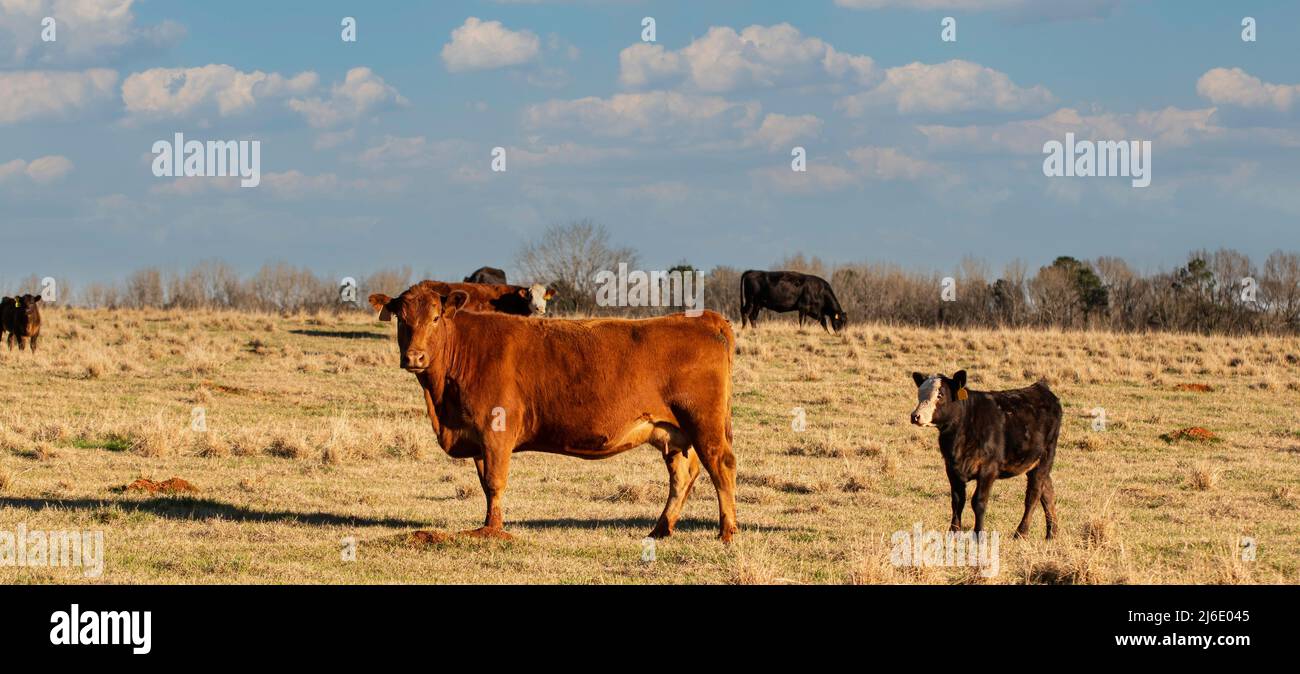 Vacche di manzo commerciali e vitelli durante la stagione di vitello in marzo in Alabama centrale. Foto Stock