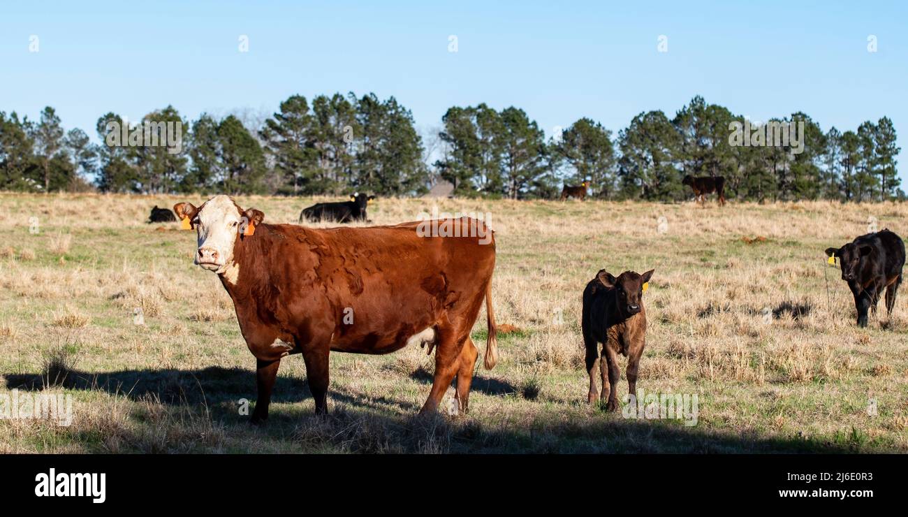 Rosso e bianco Hereford si incrociò in un pascolo invernale con il suo vitello con la mandria sullo sfondo - panorama. Foto Stock