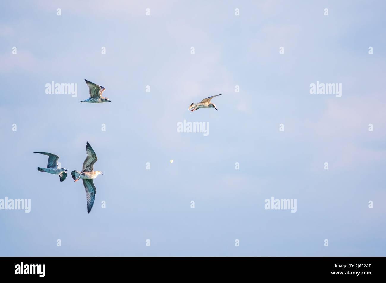 Quattro gabbiani di mare nel cielo azzurro chiaro. Il grande gabbiano nero-backed, Larus marinus, volando in cielo blu chiaro sfondo, Foto Stock