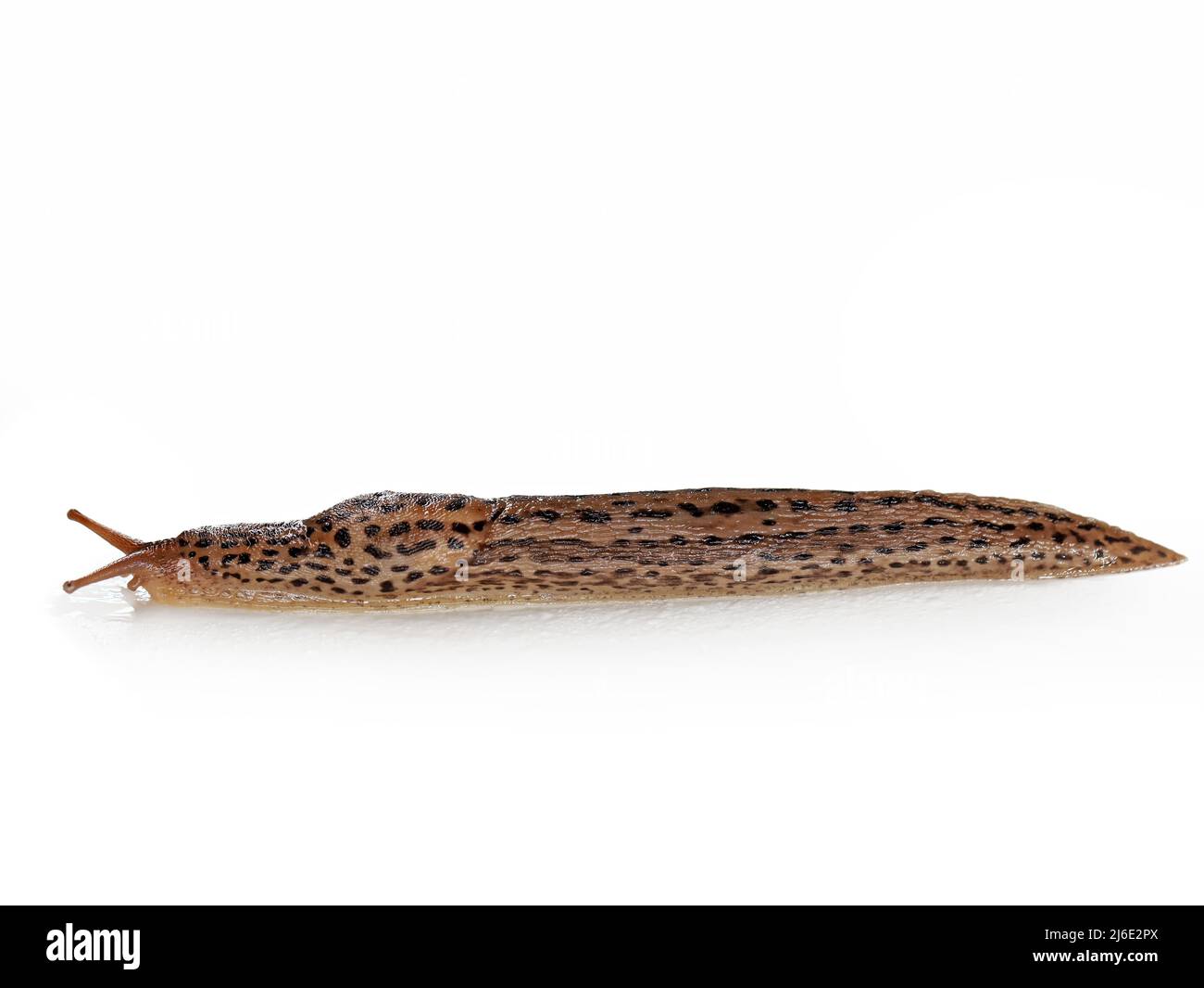 Vista laterale di un leopardo slug o grande grigio slug, Limax maximus, isolato su sfondo bianco Foto Stock
