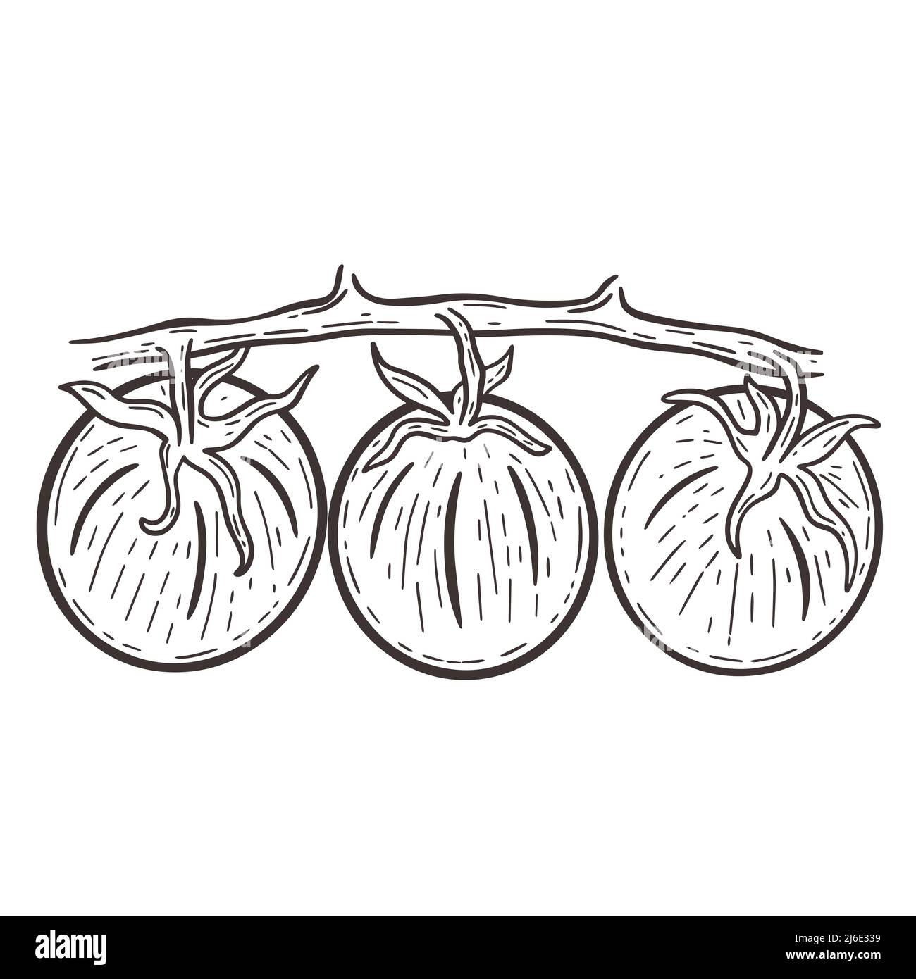 Pomodori sul ramo incisione disegnata a mano con illustrazione vettoriale isolata. Disegno vintage di verdure mature. Sketch pomodori. Cibo sano biologico Illustrazione Vettoriale