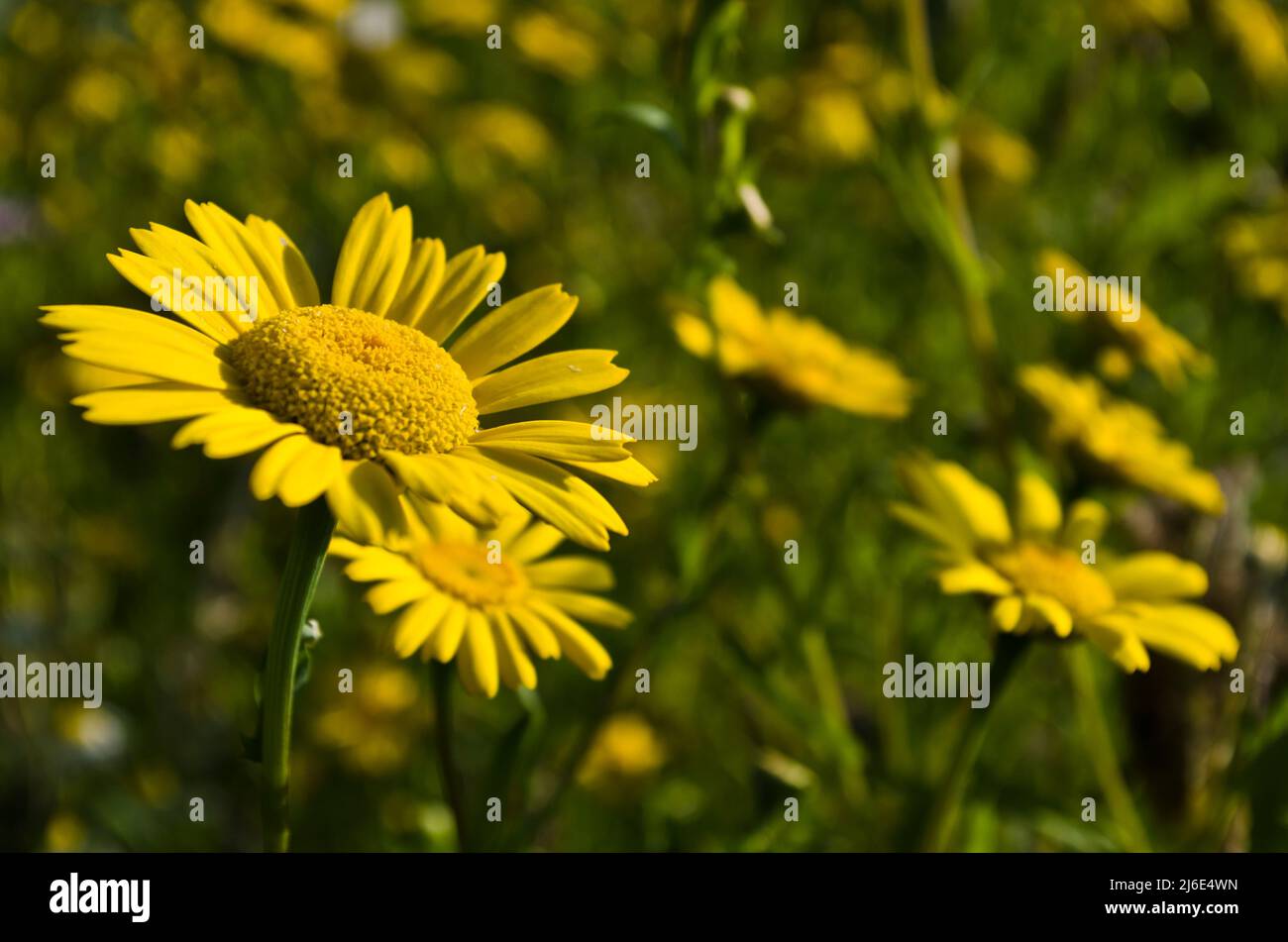 Il mais si sposa in un prato inglese di fiori selvatici in estate. Foto Stock