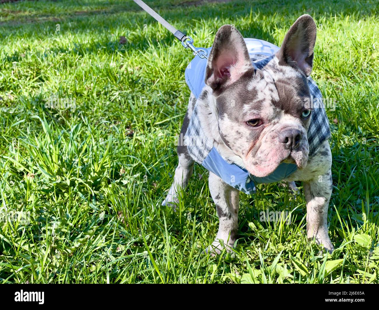 Cane bulldog francese in cappotto sull'erba vicino, brindle blu con gli occhi di colore diverso. Foto Stock