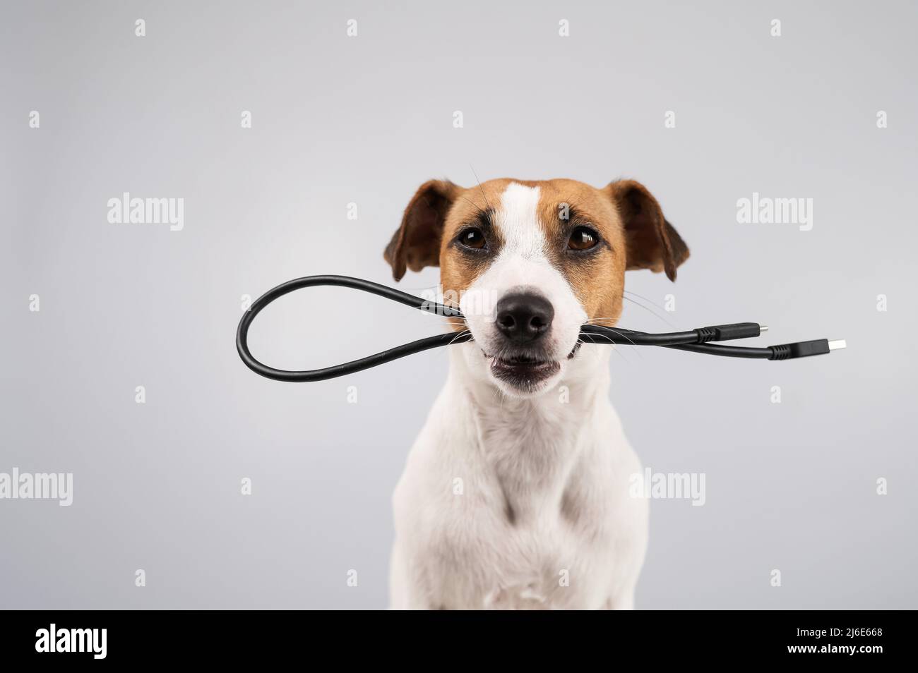 Dog jack russell terrer gnaws su un filo usb nero su sfondo bianco. Foto Stock