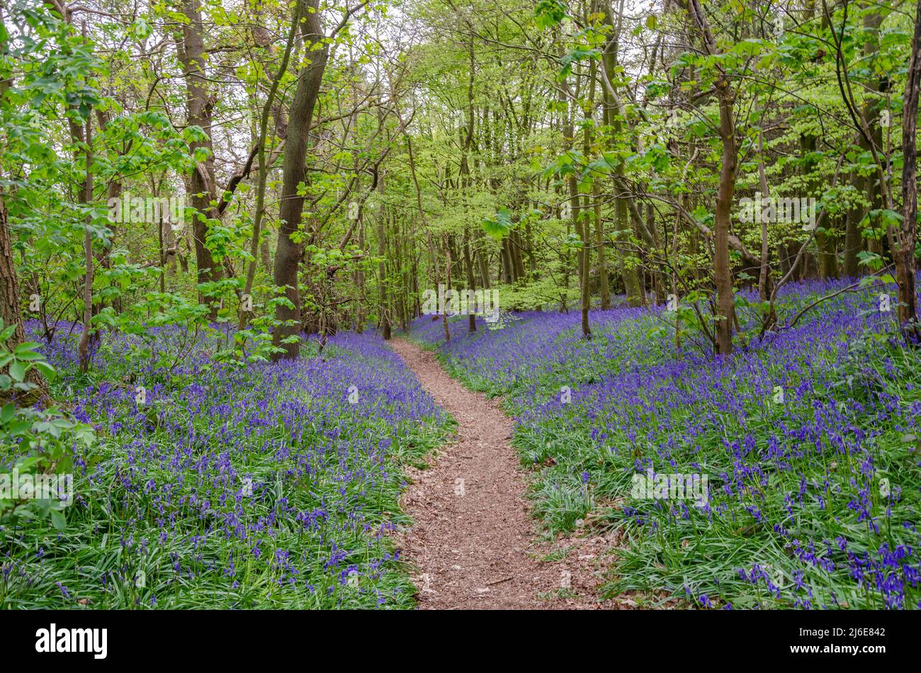 Un sentiero attraverso i boschi di bluebell vicino a Worfield nello Shropshire, Regno Unito Foto Stock