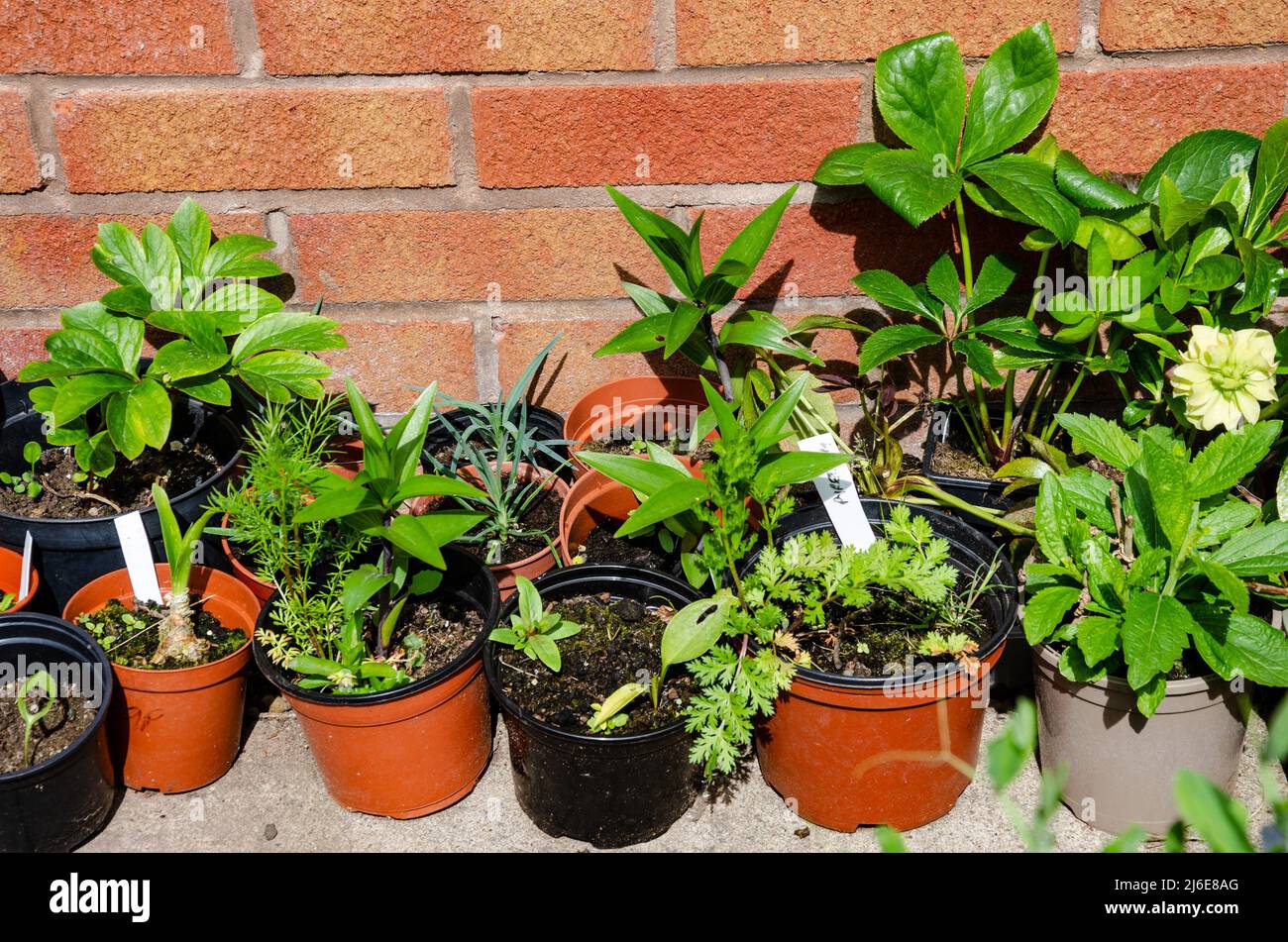 Piante in pentole allineate lungo un muro di casa. Foto Stock Piante in pentole allineate lungo un muro di casa. Foto Stock