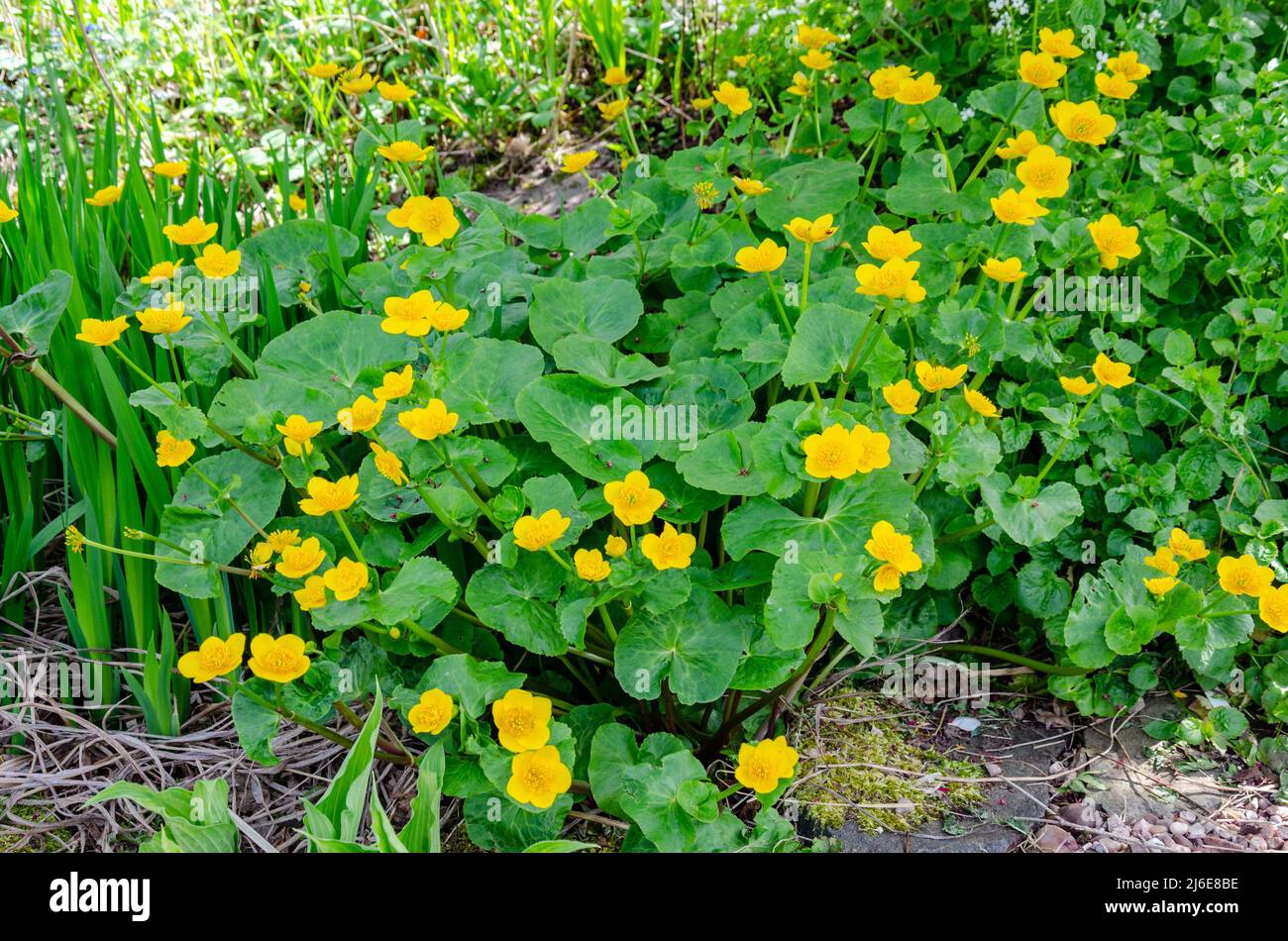 Caltha palustris, noto come marsh-marigold e kingcup che cresce in un giardino, fiorito con fiori gialli. Foto Stock