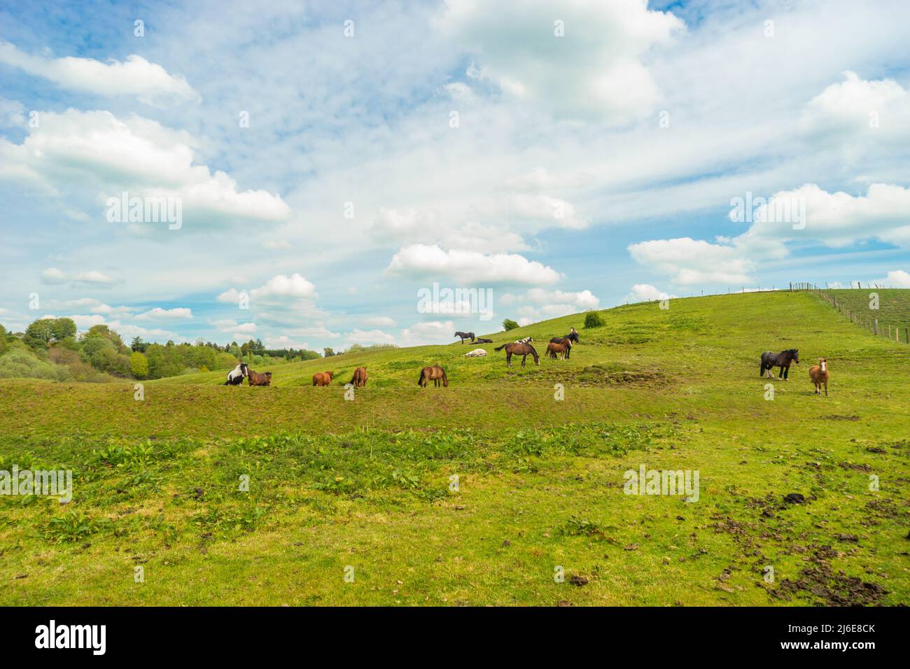 Vista di campo con cavalli, cielo blu con nuvole in una calda giornata di primavera. Vista o view, Inghilterra, Regno Unito Foto Stock