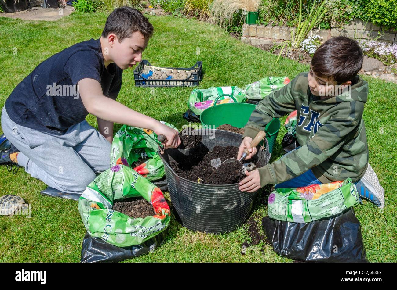 Un paio di ragazzi preparano vecchie sacche di compost di plastica pronte a piantare patate in loro. Foto Stock