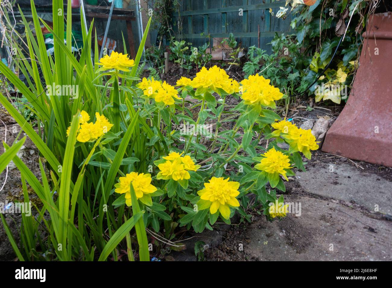 Euphorbia epitimoides Orcuscino sprurgo in un giardino, fiorente con fiori gialli luminosi. Foto Stock