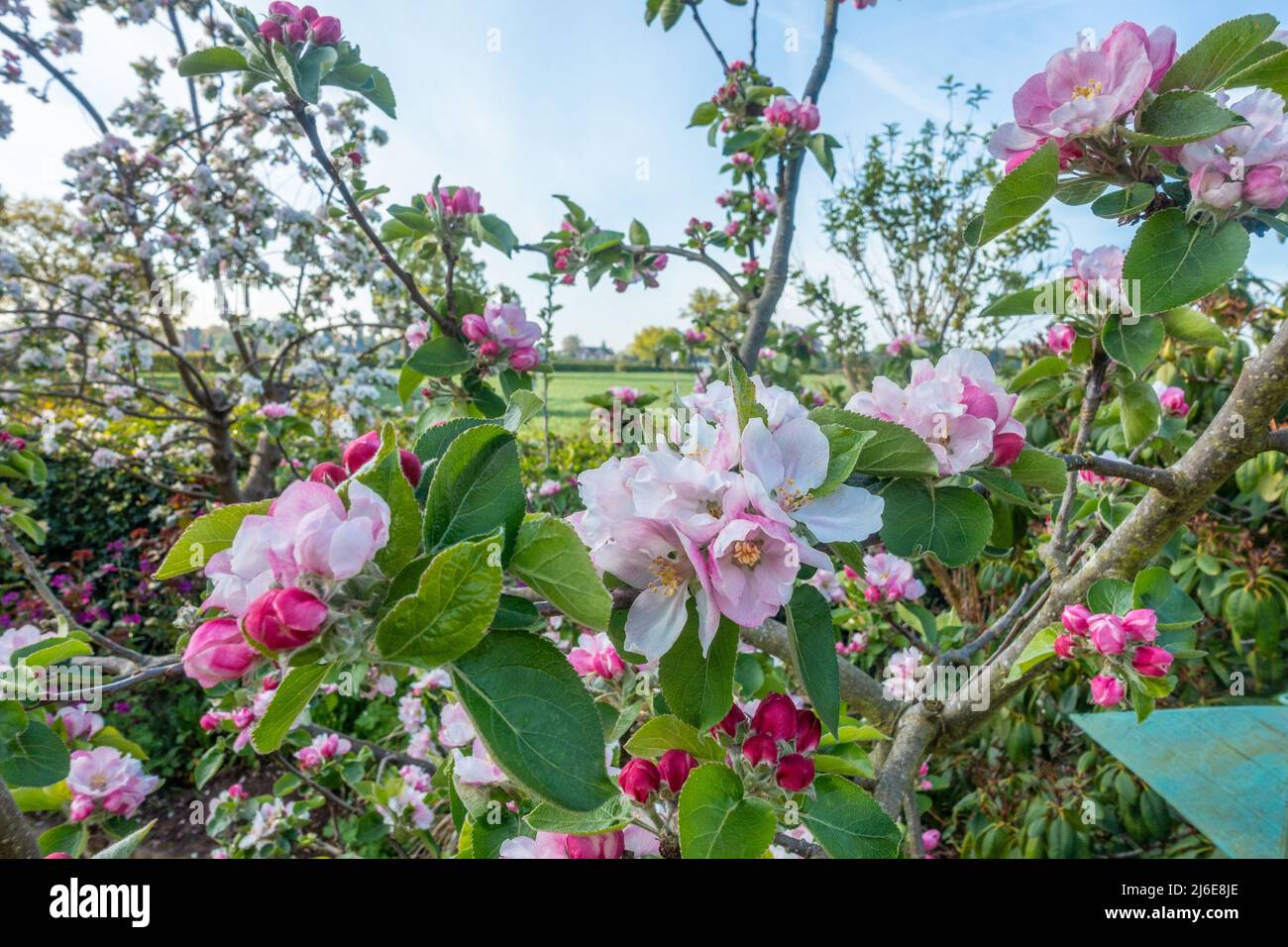 Fiore di mela bianco e rosa su un albero di mela che è pieno di fiori graziosi. Foto Stock