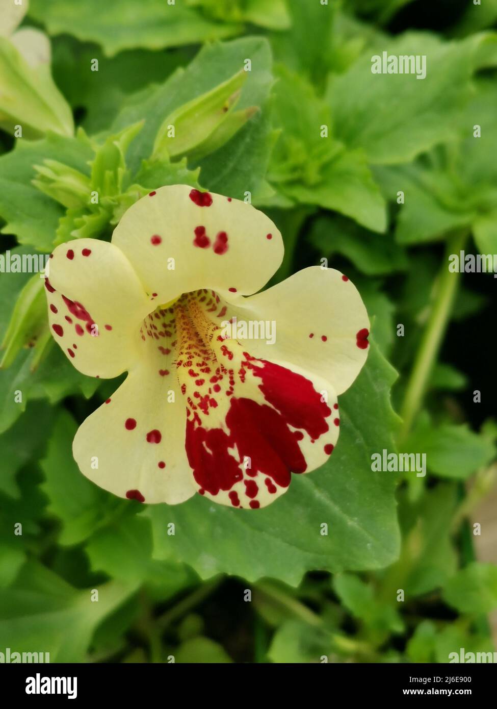 Crema variegata e fiore di nasturzio rosso con fogliame verde a contrasto Foto Stock