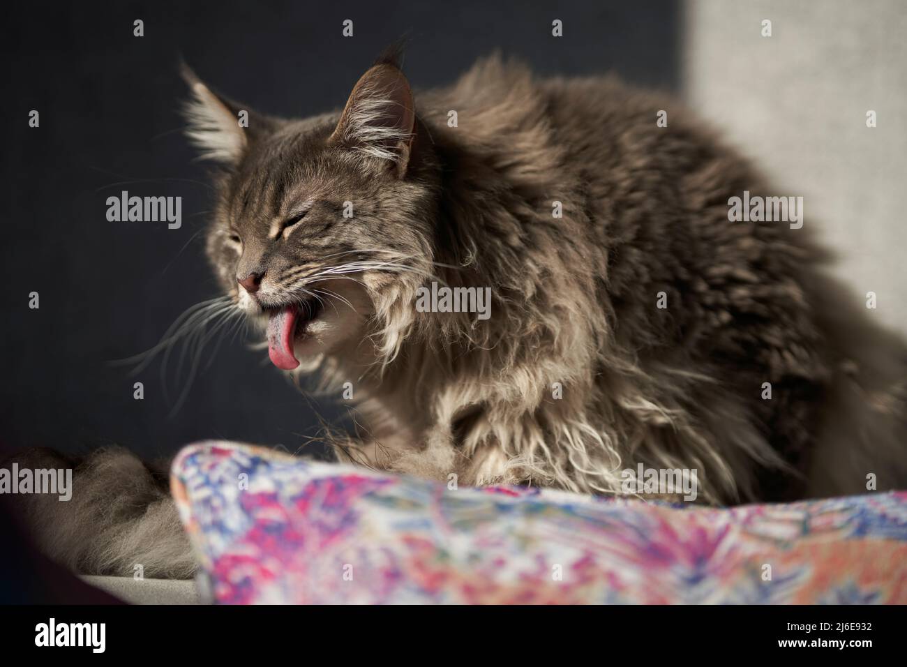 gatto domestico carino si siede su un cuscino Foto Stock