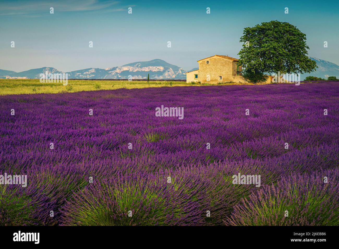 Splendido paesaggio rurale estivo e pittoresco luogo, campi di lavanda viola agricola e vecchia casa rustica in pietra vicino alla piantagione di lavanda, Valensol Foto Stock