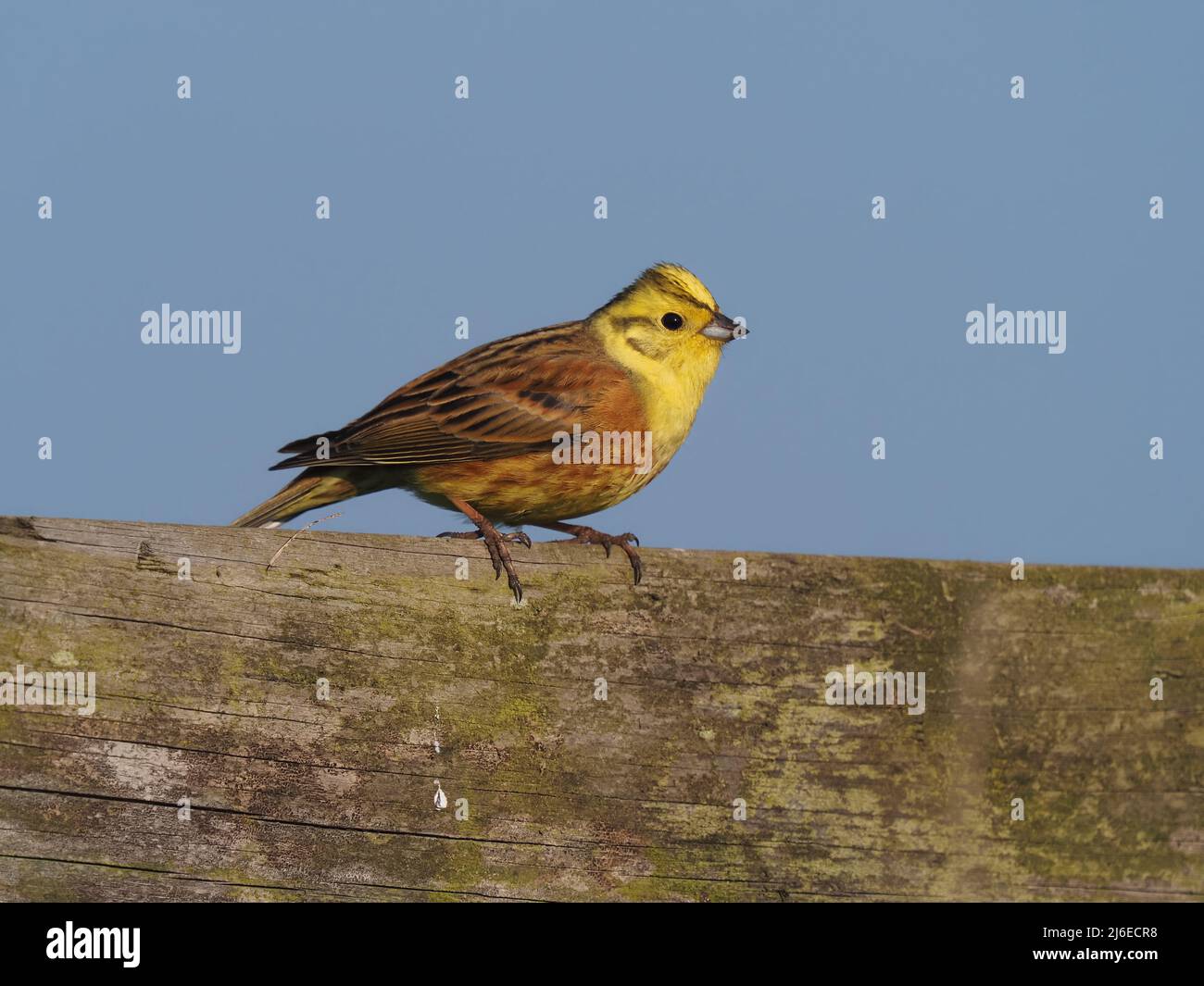 Yellowhammer nella stagione dell'allevamento, le immagini sono state prese da un percorso a piedi / ciclolo dove sono diventate più abituate alle persone che passano. Foto Stock