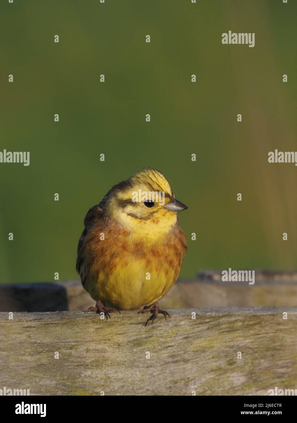 Yellowhammer nella stagione dell'allevamento, le immagini sono state prese da un percorso a piedi / ciclolo dove sono diventate più abituate alle persone che passano. Foto Stock