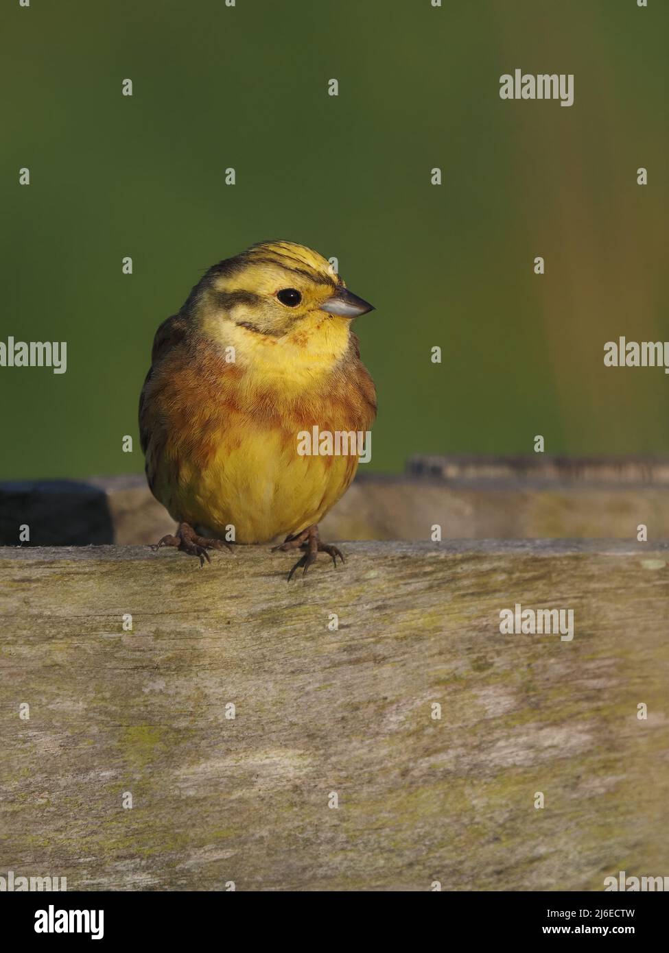 Yellowhammer nella stagione dell'allevamento, le immagini sono state prese da un percorso a piedi / ciclolo dove sono diventate più abituate alle persone che passano. Foto Stock