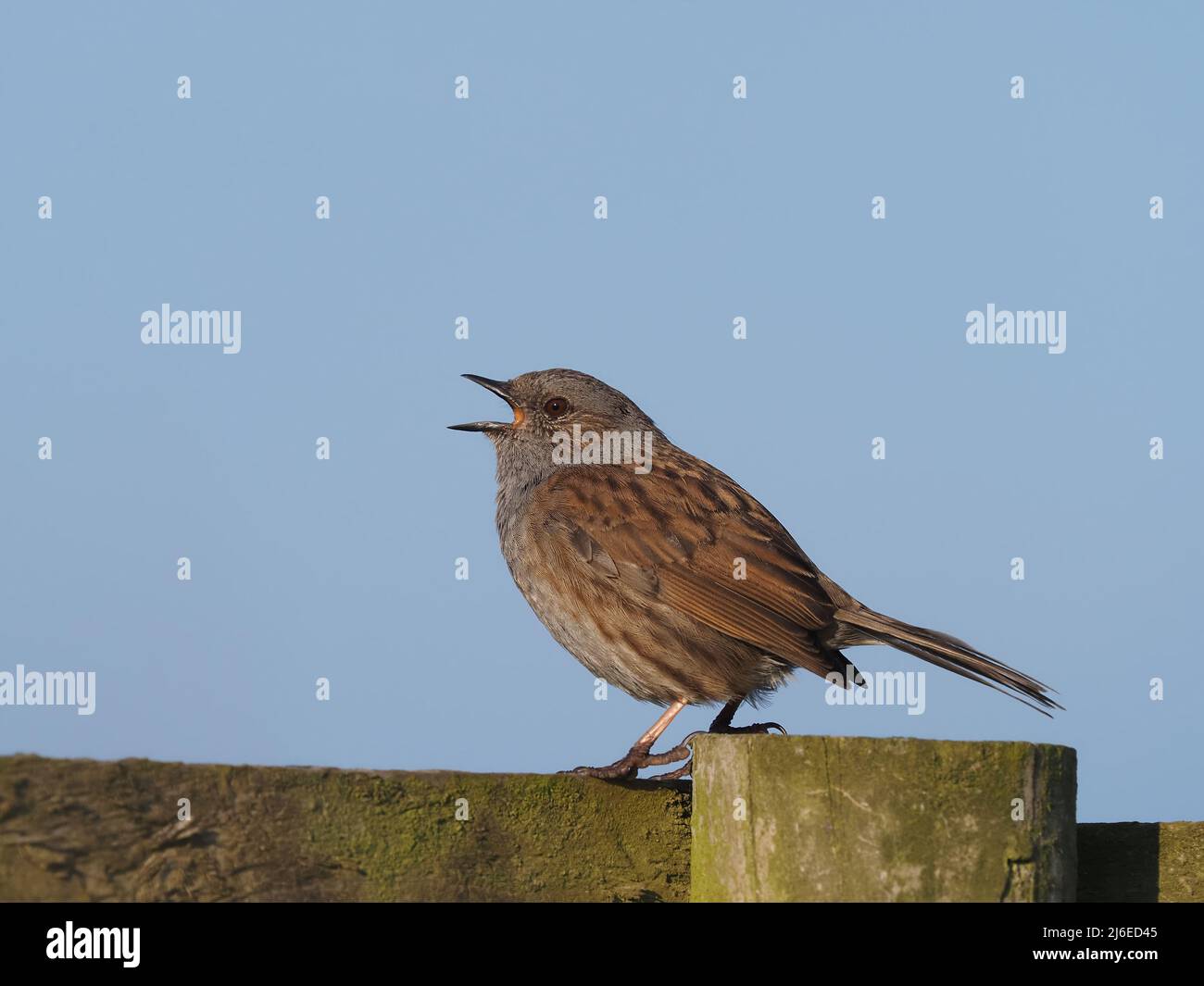 Dunnock su un post di canzone vicino ad alcuni scrubland e siepi da un cycleway. Foto Stock