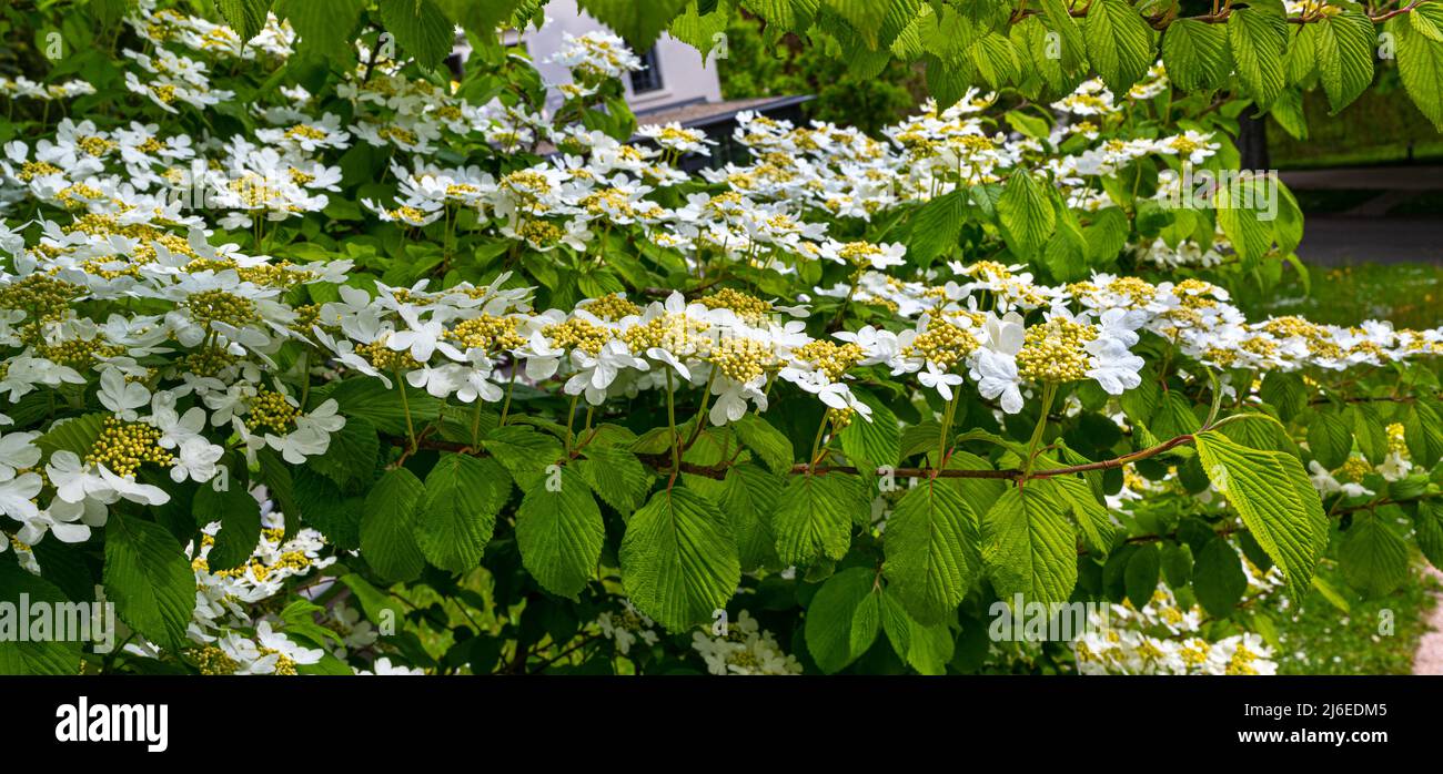 Inizio stagione giapponese cespuglio di palla di neve, Viburnum plicatum forma tomentosum varietà Pink Beauty, fiori bianchi prima che girino rosa. Baden Baden, Baden Wu Foto Stock