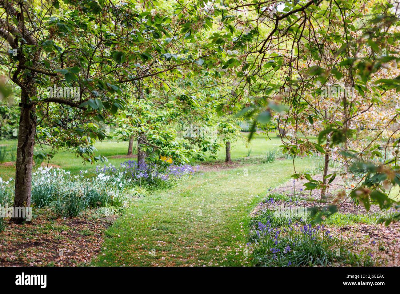 Primavera in un tradizionale giardino di campagna inglese. Un sentiero che conduce attraverso gli alberi e aiuole di fiori. Foto Stock