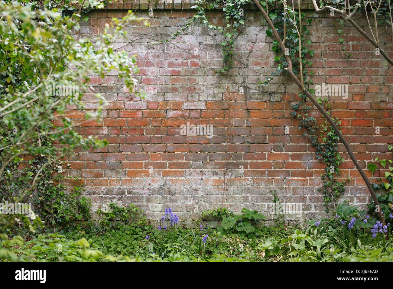 Un vecchio muro vittoriano in mattoni rossi a Springtime in un tradizionale giardino di campagna inglese. Sfondo/sfondo/spazio per la copia. Foto Stock