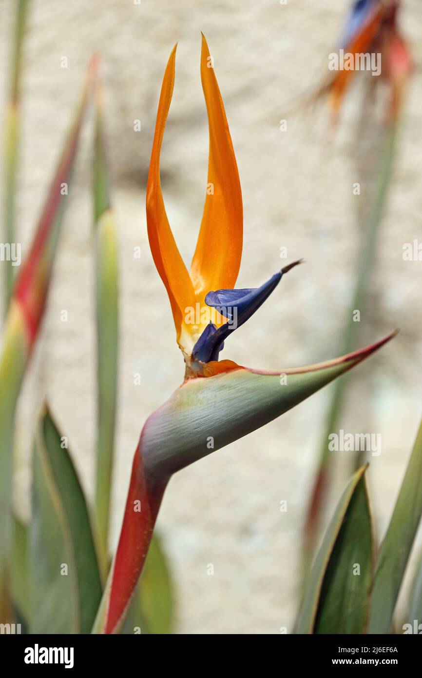 Uccello del Paradiso fiore (strelitzia) Foto Stock