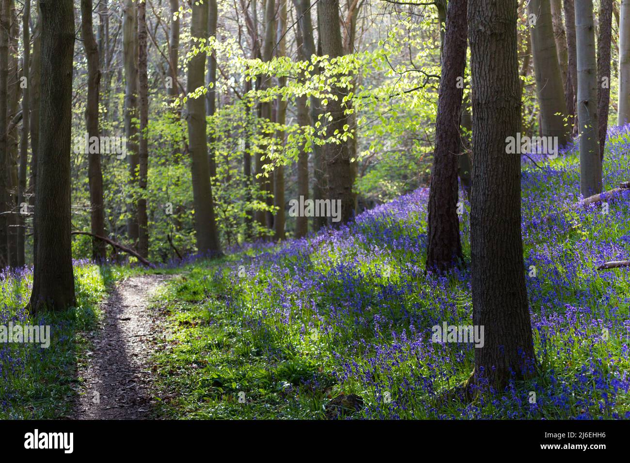 Una bella coperta di bluebells in un bosco inglese in primavera alla luce del mattino, con foglie verdi fresche sugli alberi e il pavimento del bosco. Foto Stock