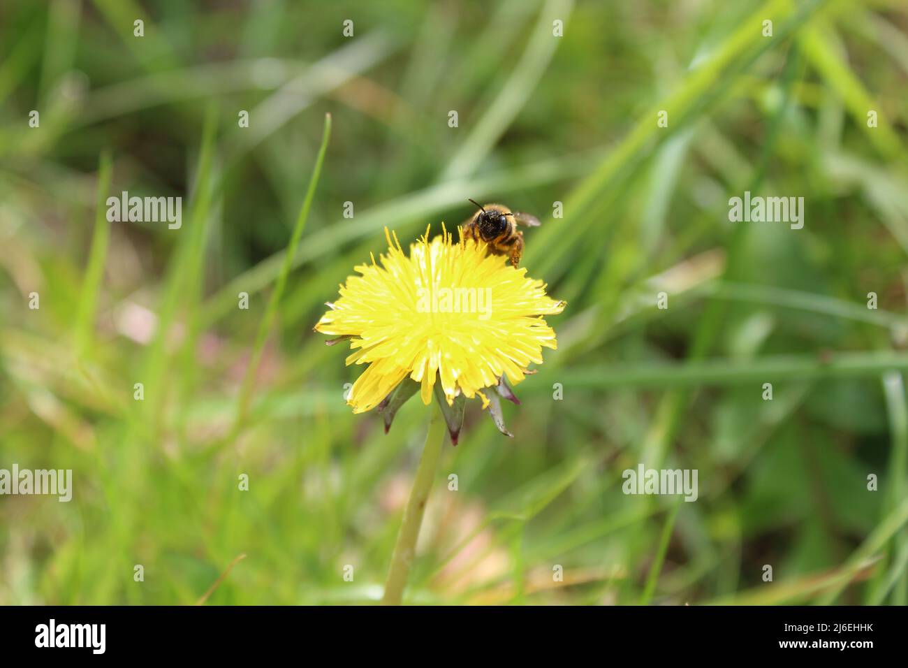 Un primo piano di una vespa che è atterrato su un dente di leone. La fotografia è stata scattata in un prato a Liverpool. Foto Stock