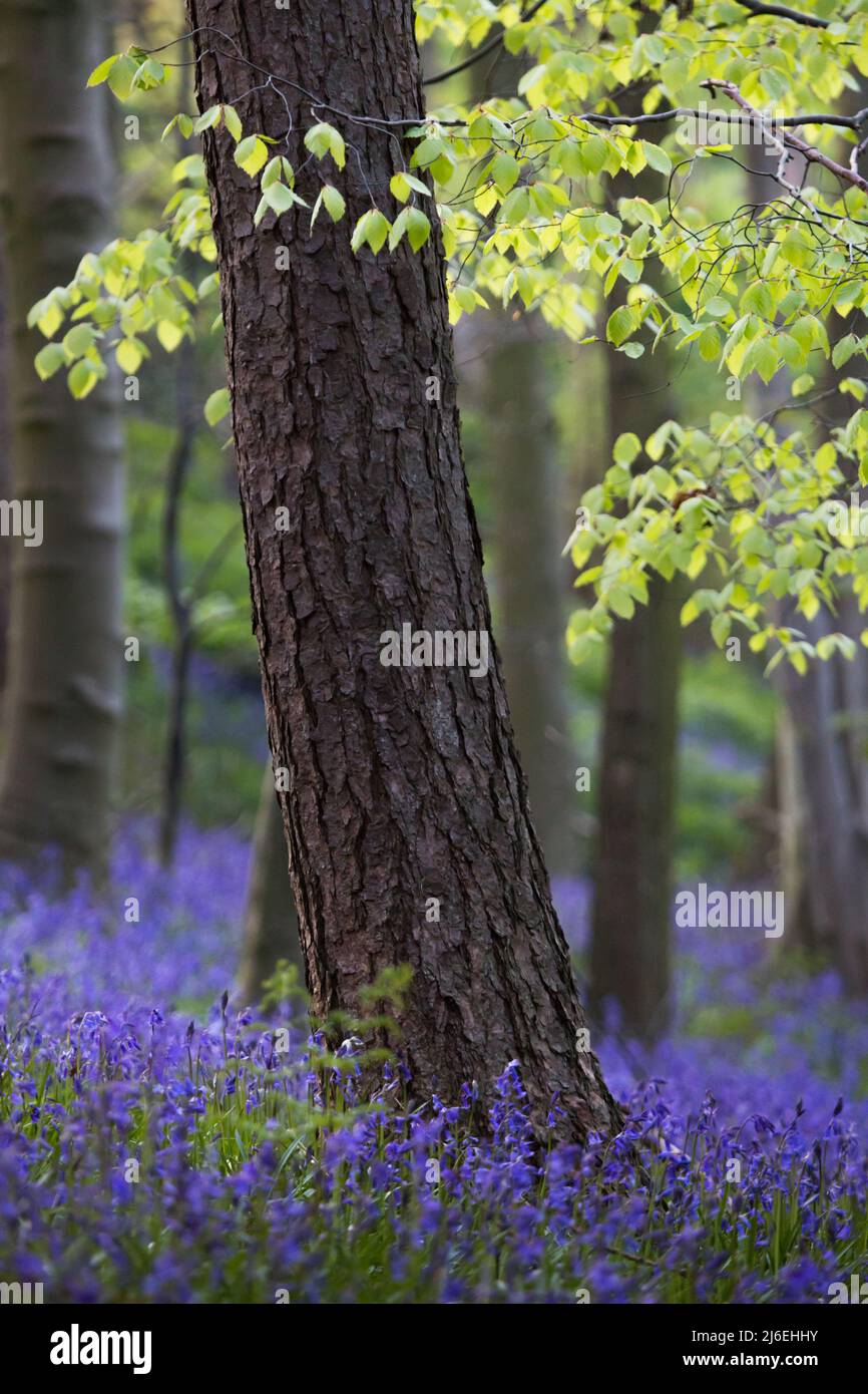 Una bella coperta di bluebells in un bosco inglese in primavera alla luce del mattino, con foglie verdi fresche sugli alberi e il pavimento del bosco. Foto Stock