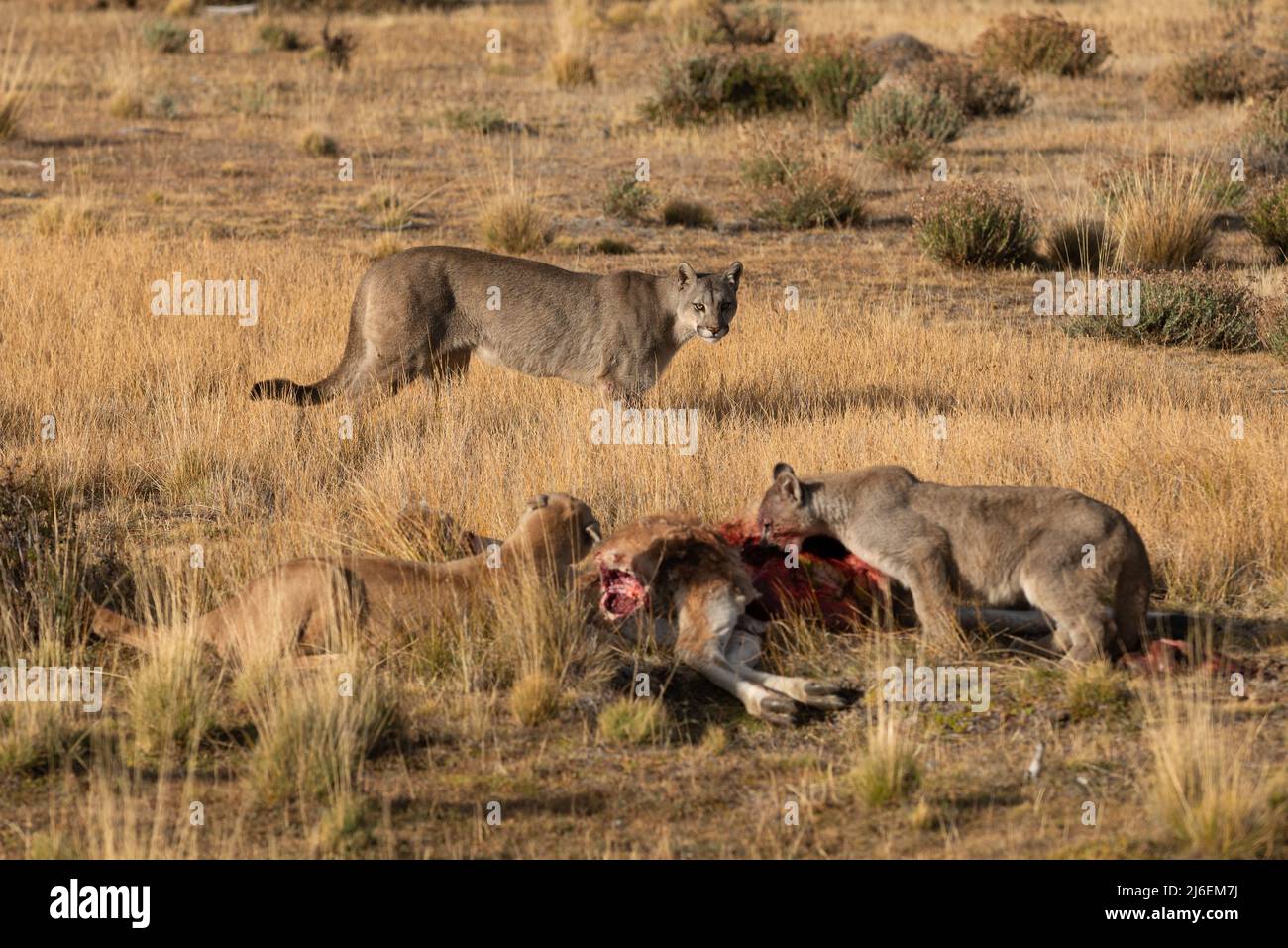 Due Pumas che condividono una carcassa di Guanaco come una terza passa cercando di unirsi all'azione, il Cile del Sud Foto Stock