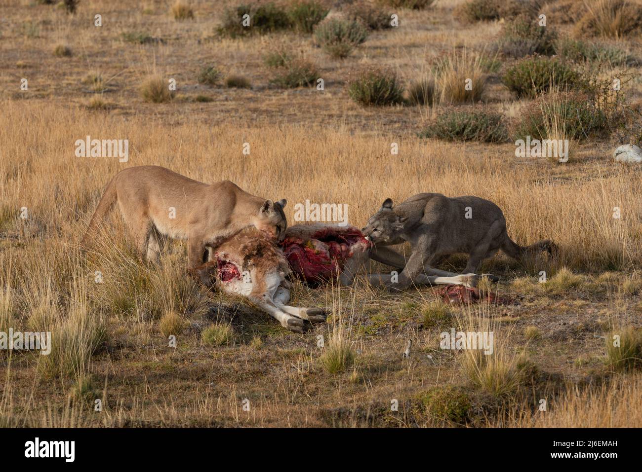 Pumas femminile adulta che condivide una carcassa di Guanaco nel Cile meridionale Foto Stock