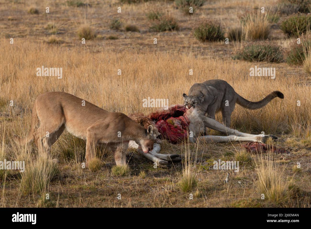 Pumas femminile adulta che condivide una carcassa di Guanaco nel Cile meridionale Foto Stock