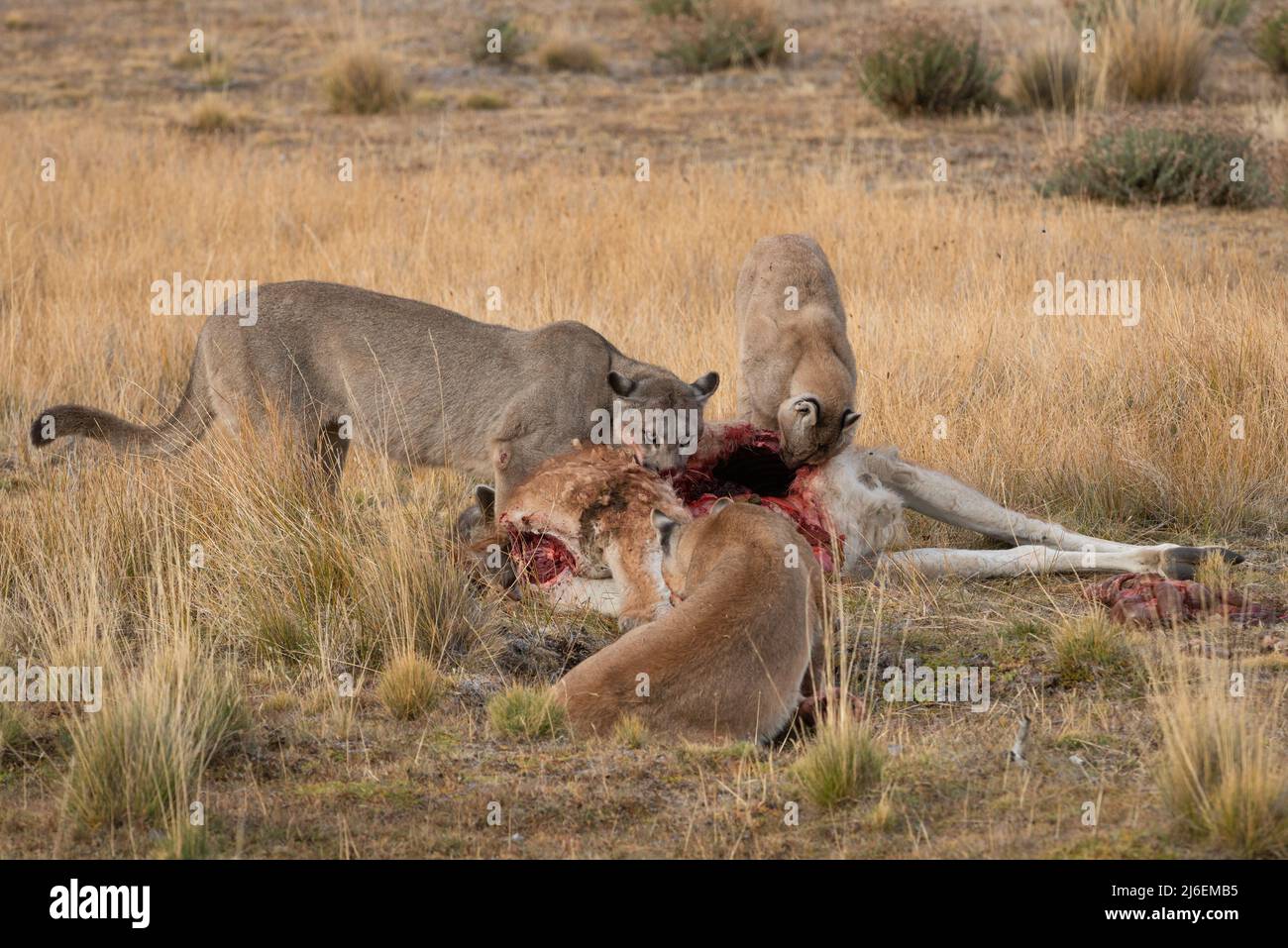 Pumas femminile adulta che condivide una carcassa di Guanaco nel Cile meridionale Foto Stock