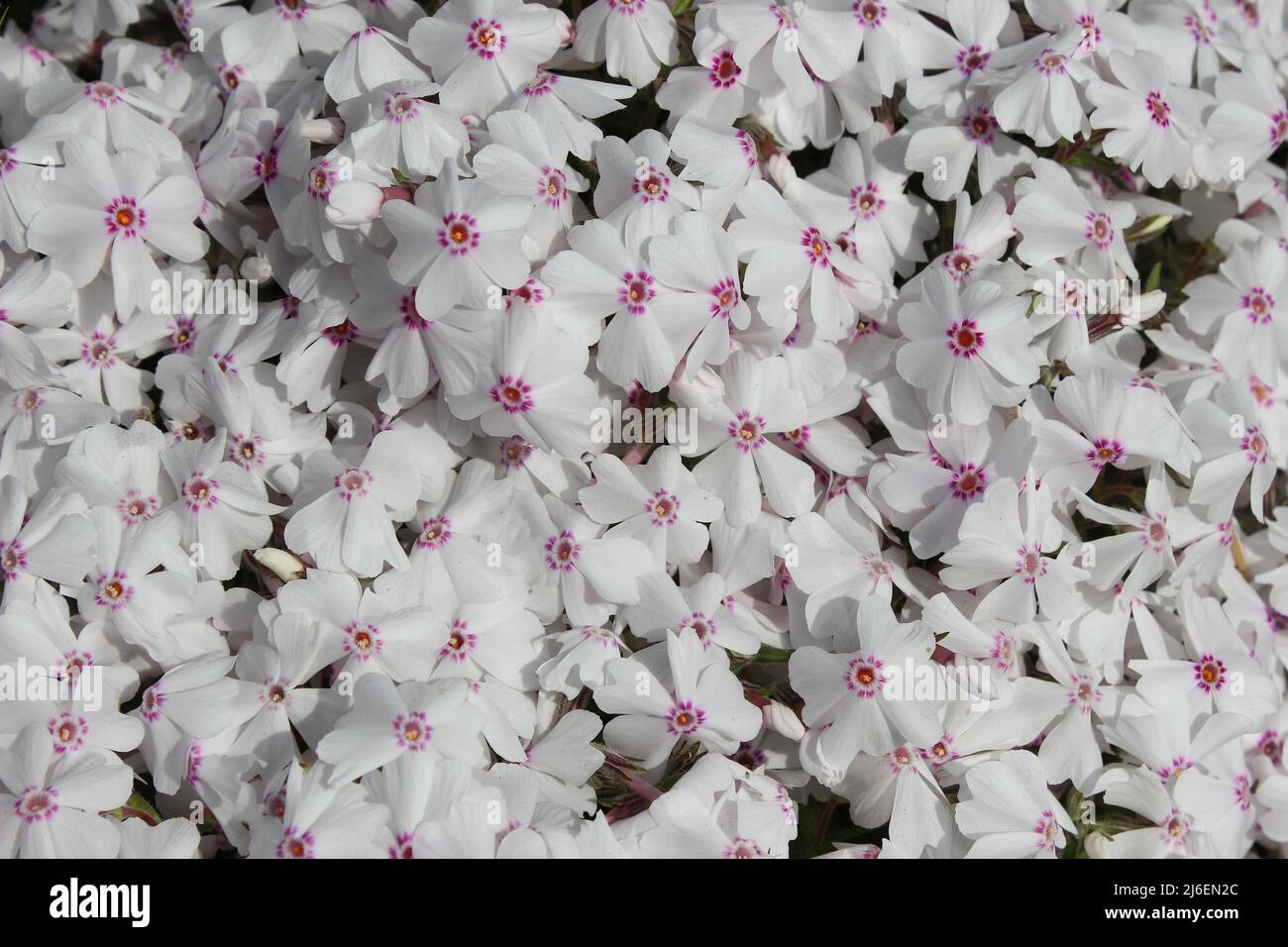 Alpine Phlox - Phlox subulata 'Pharao Red Eye' Foto Stock