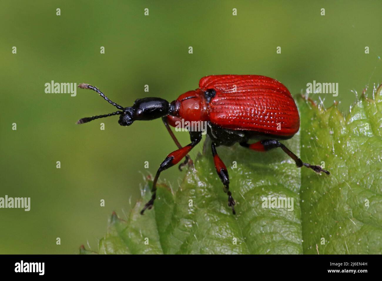 Rullo a foglie di nocciolo Wevil Apoderus coryli Foto Stock