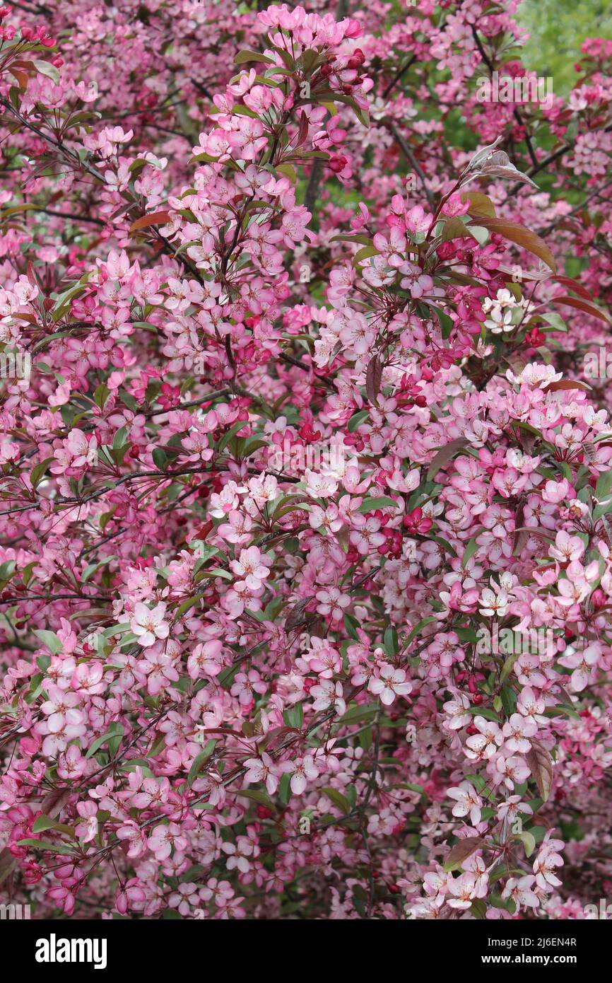 Rosa fioritura granchio albero di mele Foto Stock