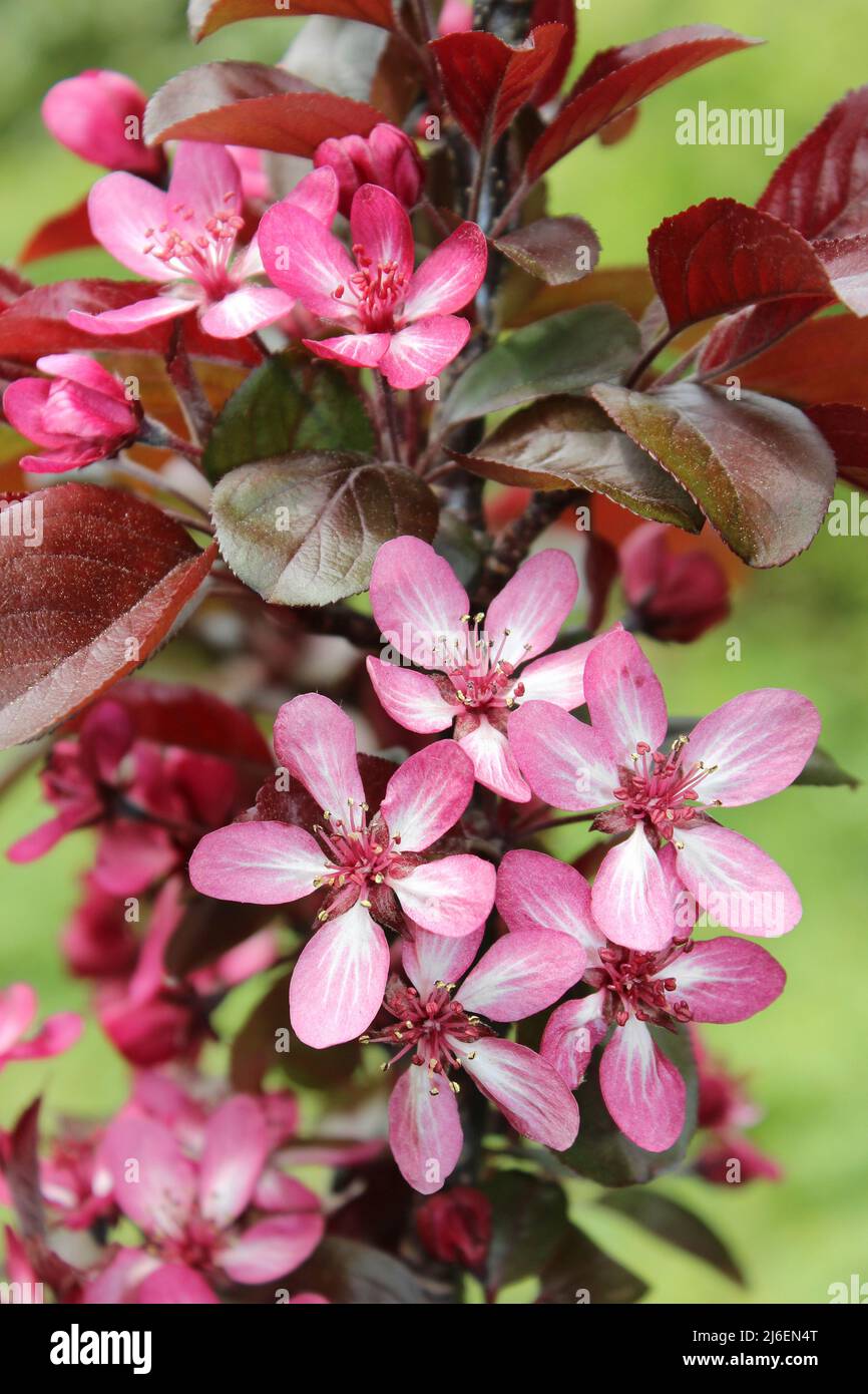 Toringo Malus 'Aros' Foto Stock